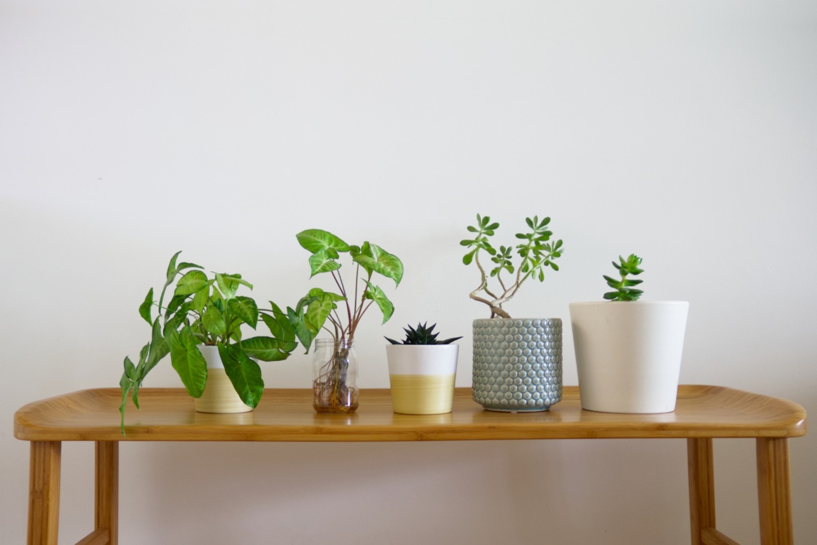 江南市で考える観葉植物のあるローコスト注文住宅