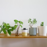 江南市で考える観葉植物のあるローコスト注文住宅