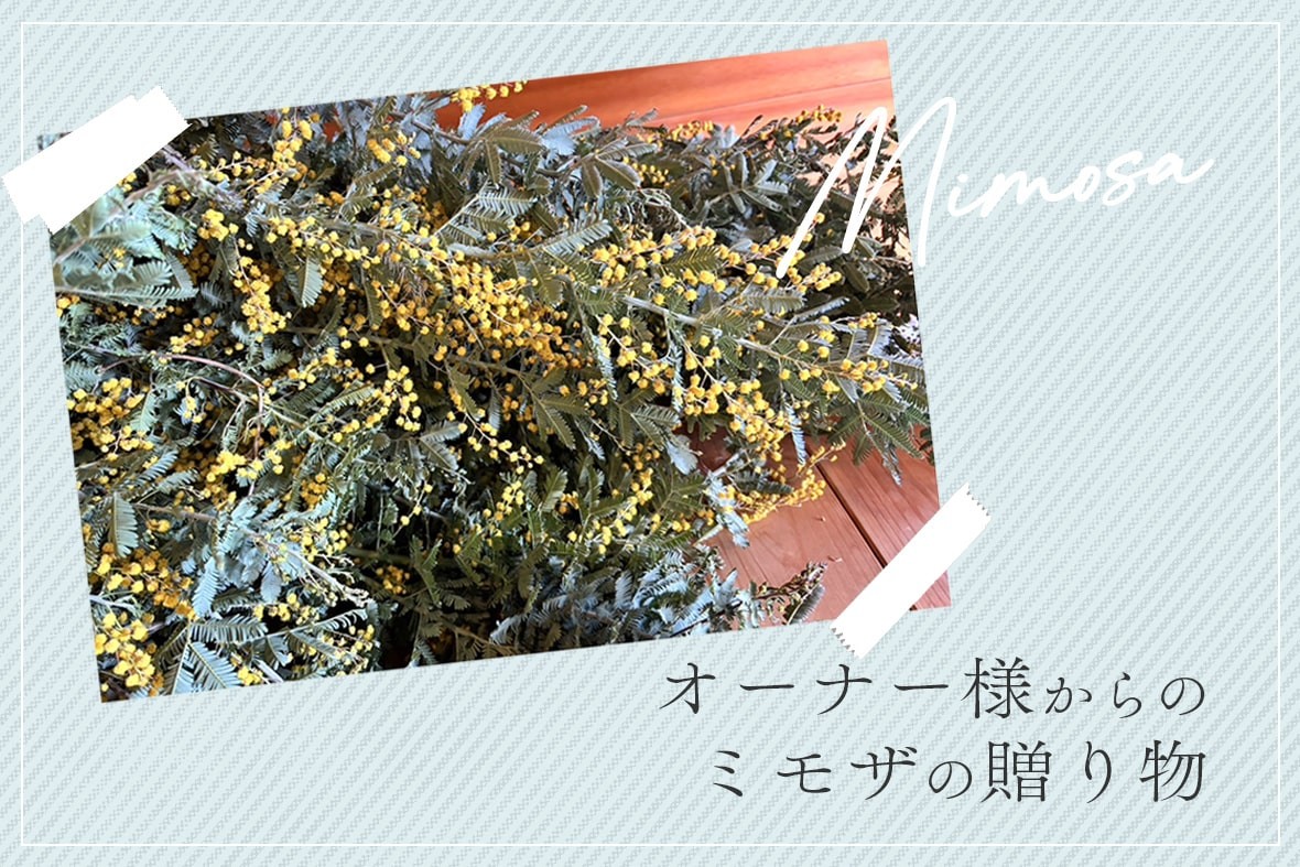 オーナー様からのミモザの贈り物