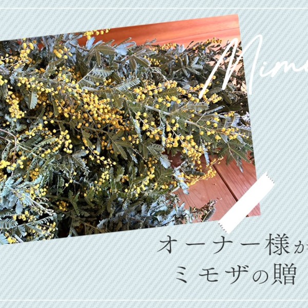 オーナー様からのミモザの贈り物